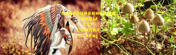 ПСИЛОЦИБИНОВЫЕ ГРИБЫ Гусев
